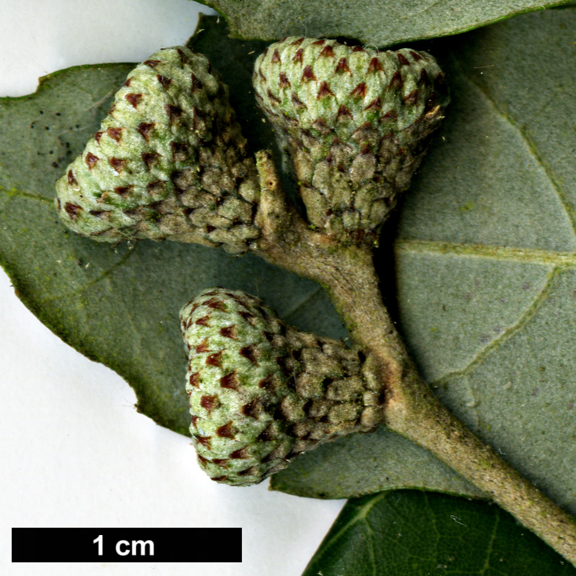 High resolution image: Family: Fagaceae - Genus: Quercus - Taxon: 'Buksenrake Mystery'